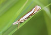 Crambus uliginosellus